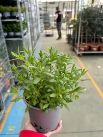 Issopo 14 V. 14 cm - Riviera Quality Società Agricola Cooperativa