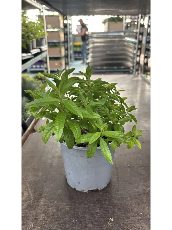 Limoncino-cedrina 14 V. 14 cm - Riviera Quality Società Agricola Cooperativa