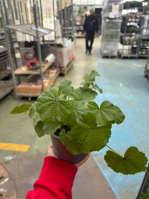 Malva 14 V. 14 cm - Riviera Quality Società Agricola Cooperativa