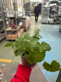 Malva 14 V. 14 cm - Riviera Quality Società Agricola Cooperativa