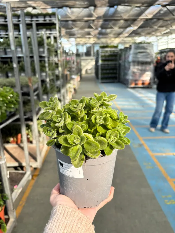 Origano cubano 14 V. 14 cm - Riviera Quality Società Agricola Cooperativa