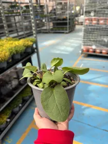 Rabarbaro 14 V. 14 cm - Riviera Quality Società Agricola Cooperativa