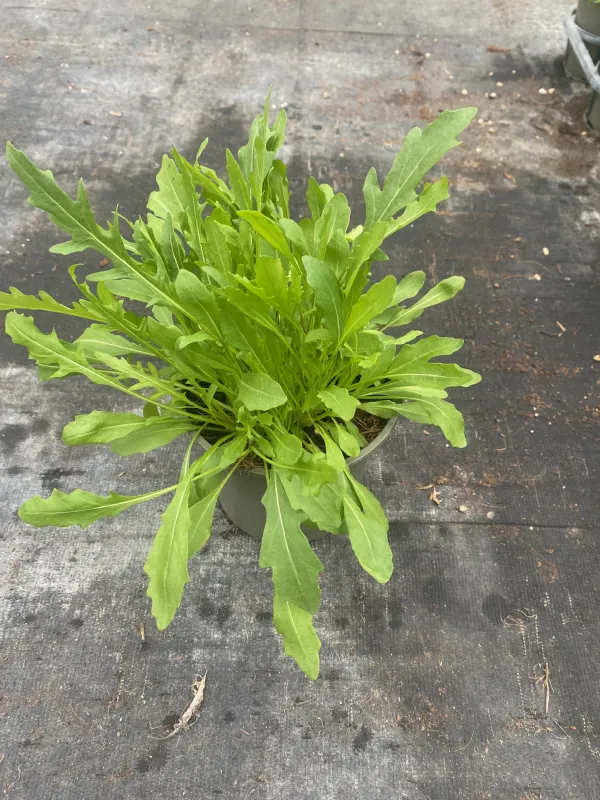 Rucola 14 V. 14 cm - Riviera Quality Società Agricola Cooperativa