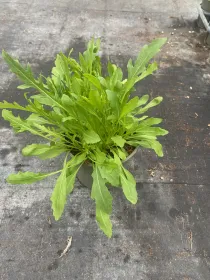 Rucola 14 V. 14 cm - Riviera Quality Società Agricola Cooperativa