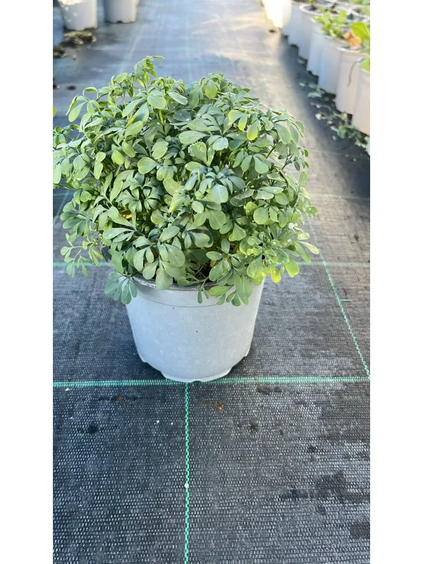 Ruta 14 V. 14 cm - Riviera Quality Società Agricola Cooperativa