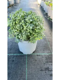 Ruta 14 V. 14 cm - Riviera Quality Società Agricola Cooperativa