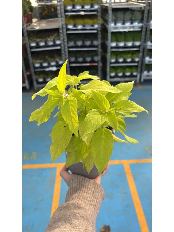 Salvia melone 14 V. 14 cm - Riviera Quality Società Agricola Cooperativa