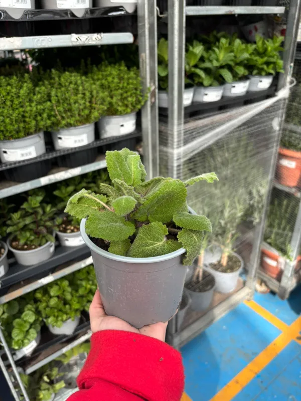 Salvia sclarea 14 V. 14 cm - Riviera Quality Società Agricola Cooperativa