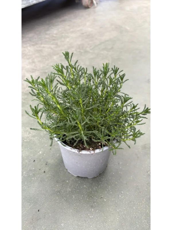 Santolina verde (viridis) 14 V. 14 cm - Riviera Quality Società Agricola Cooperativa