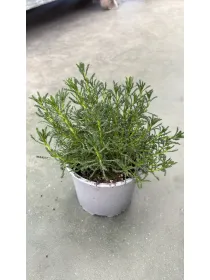 Santolina verde (viridis) 14 V. 14 cm - Riviera Quality Società Agricola Cooperativa