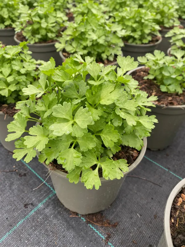 Sedano 14 V. 14 cm - Riviera Quality Società Agricola Cooperativa