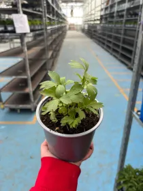 Sedano di monte 14 V. 14 cm - Riviera Quality Società Agricola Cooperativa