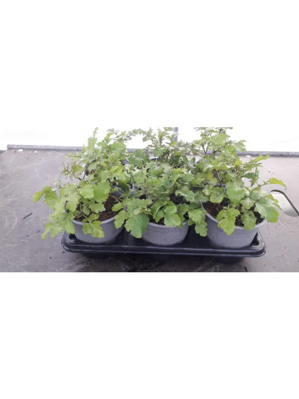 Senape 14 V. 14 cm - Riviera Quality Società Agricola Cooperativa