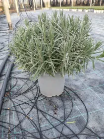 Lavanda ang. dwarf blue 18 V. 18 cm - Riviera Quality Società Agricola Cooperativa