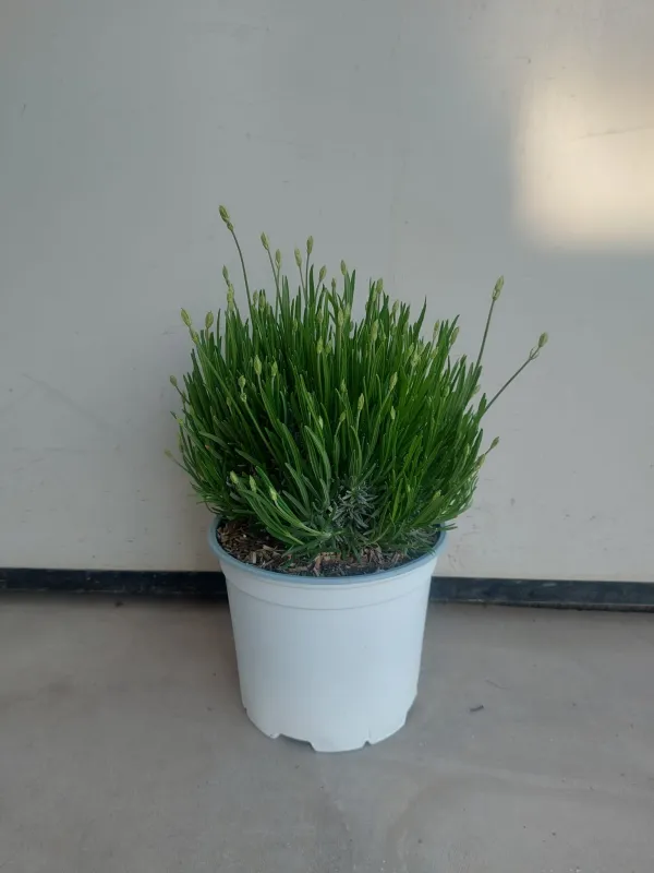 Lavanda artic snow 18 V. 18 cm - Riviera Quality Società Agricola Cooperativa