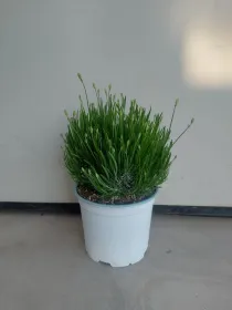 Lavanda artic snow 18 V. 18 cm - Riviera Quality Società Agricola Cooperativa