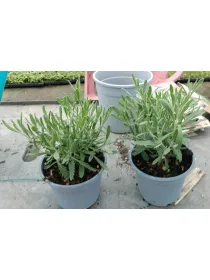 Lavanda dentata 14 V. 14 cm - Riviera Quality Società Agricola Cooperativa