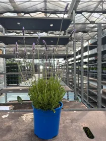 Lavanda dentata inglese 18 V. 18 cm - Riviera Quality Società Agricola Cooperativa