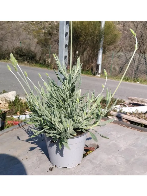 Lavanda goodwing 14 V. 14 cm - Riviera Quality Società Agricola Cooperativa