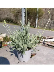 Lavanda goodwing 14 V. 14 cm - Riviera Quality Società Agricola Cooperativa
