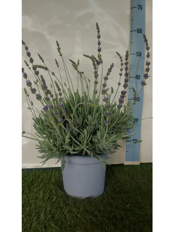 Lavanda goodwing 18 V. 18 cm - Riviera Quality Società Agricola Cooperativa