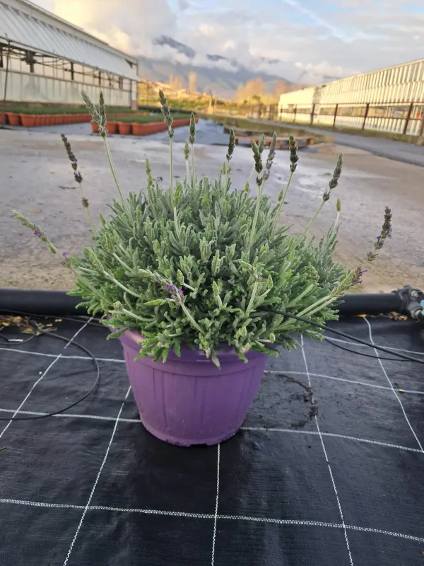 Lavanda goodwing 25 V. 25 cm - Riviera Quality Società Agricola Cooperativa