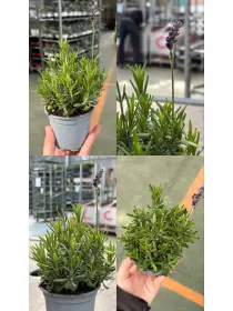 Lavanda hidcote 9 V. 9 cm - Riviera Quality Società Agricola Cooperativa