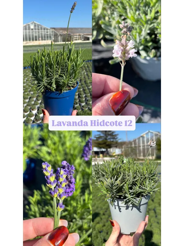 Lavanda hidcote 12 V. 12 cm - Riviera Quality Società Agricola Cooperativa