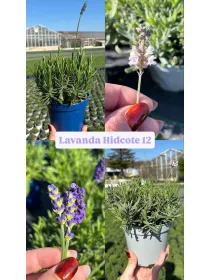 Lavanda hidcote 12 V. 12 cm - Riviera Quality Società Agricola Cooperativa