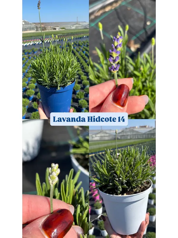 Lavanda hidcote 14 V. 14 cm - Riviera Quality Società Agricola Cooperativa