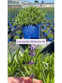 Lavanda hidcote 18 V. 18 cm - Riviera Quality Società Agricola Cooperativa