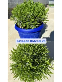 Lavanda hidcote 25 V. 25 cm - Riviera Quality Società Agricola Cooperativa