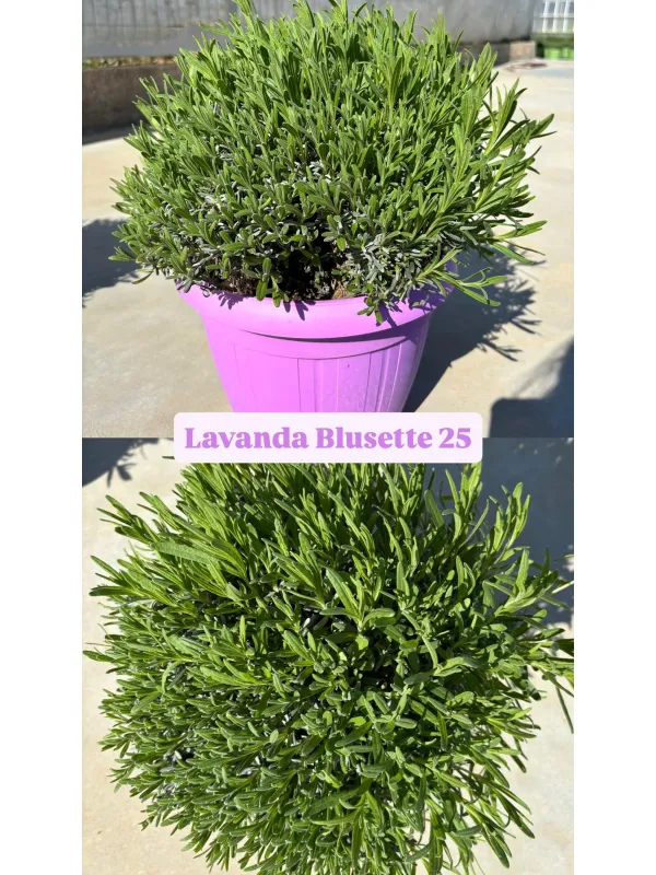 Lavanda hidcote blusette 25 V. 25 cm - Riviera Quality Società Agricola Cooperativa