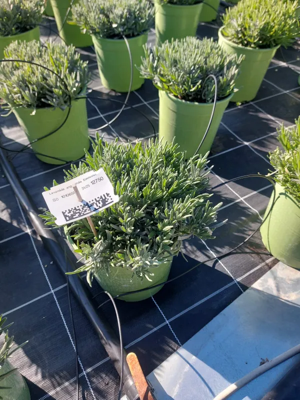 Lavanda interm. edelweiss 18 V. 18 cm - Riviera Quality Società Agricola Cooperativa