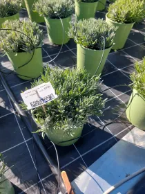 Lavanda interm. edelweiss 18 V. 18 cm - Riviera Quality Società Agricola Cooperativa