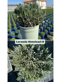 Lavanda munstead 18 V. 18 cm - Riviera Quality Società Agricola Cooperativa