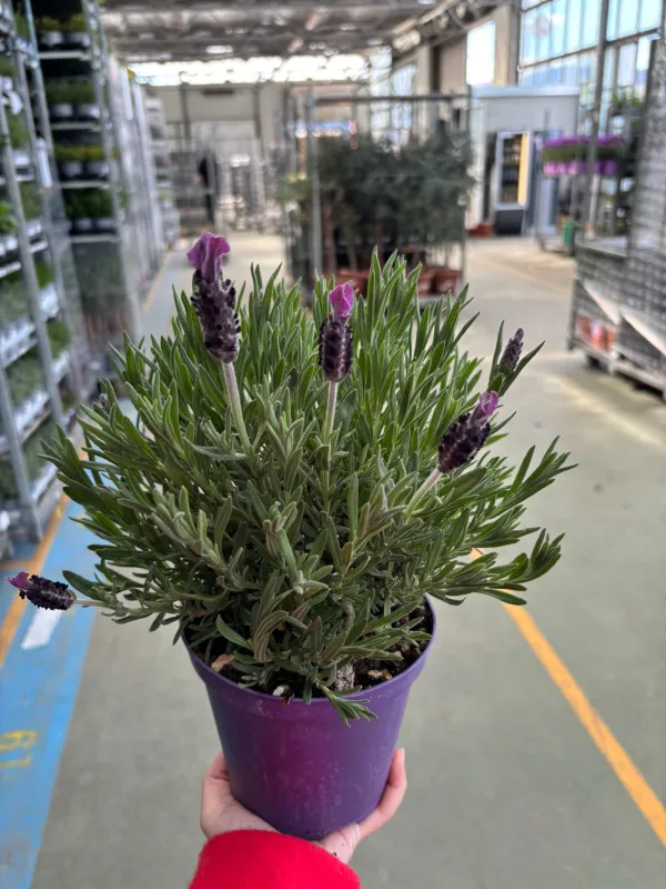 Lavanda stoechas 14 V. 14 cm - Riviera Quality Società Agricola Cooperativa