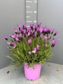 Lavanda stoechas 18 V. 18 cm - Riviera Quality Società Agricola Cooperativa