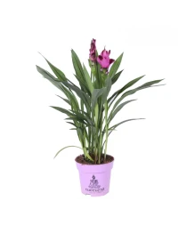 Curcuma Siam Splash