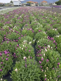 Lavanda stoechas 18 tricolor V. 18 cm - Riviera Quality Società Agricola Cooperativa