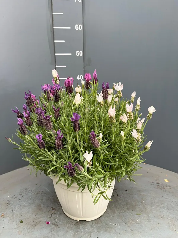 Lavanda stoechas 25 tricolor V. 25 cm - Riviera Quality Società Agricola Cooperativa