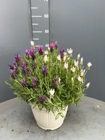 Lavanda stoechas 25 tricolor V. 25 cm - Riviera Quality Società Agricola Cooperativa