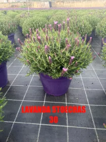 Lavanda stoechas 30 V. 30 cm - Riviera Quality Società Agricola Cooperativa
