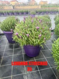 Lavanda stoechas 35 V. 35 cm - Riviera Quality Società Agricola Cooperativa