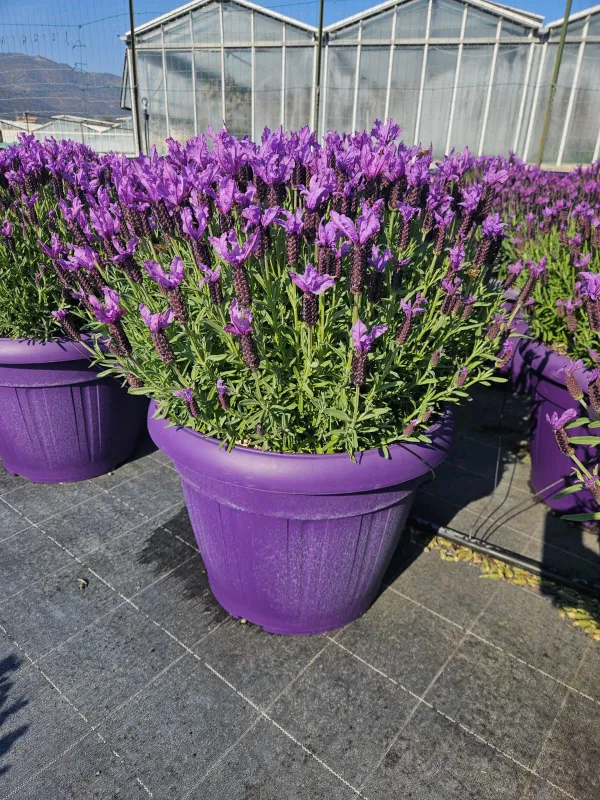 Lavanda stoechas 45 V. 45 cm - Riviera Quality Società Agricola Cooperativa