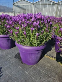 Lavanda stoechas 45 V. 45 cm - Riviera Quality Società Agricola Cooperativa