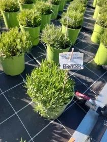 Lavanda white summer 18 V. 18 cm - Riviera Quality Società Agricola Cooperativa