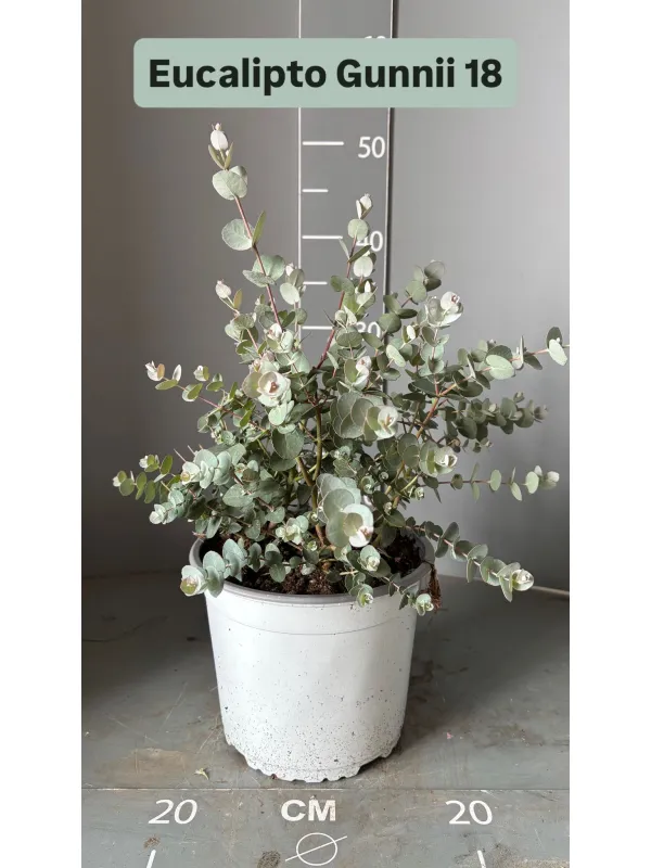 Eucalyptus gunnii 18 V. 18 cm - Riviera Quality Società Agricola Cooperativa