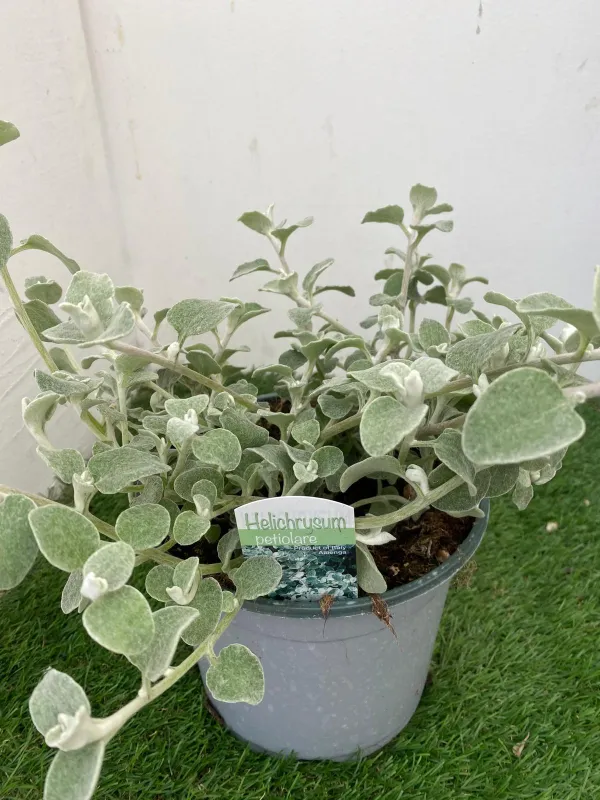 Helichrysum petiolare 18 V. 18 cm - Riviera Quality Società Agricola Cooperativa