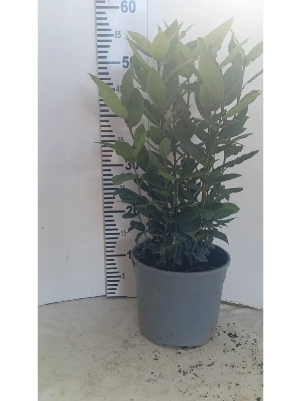 Laurus nobilis 18 h. 60/70cm V. 18 cm - Riviera Quality Società Agricola Cooperativa